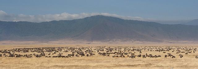 110 Tanzania, Ngorongoro Krater, gnoes.jpg